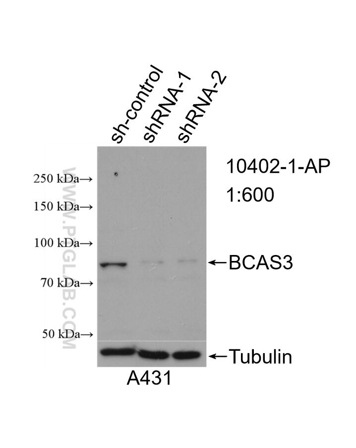 WB analysis of A431 using 10402-1-AP