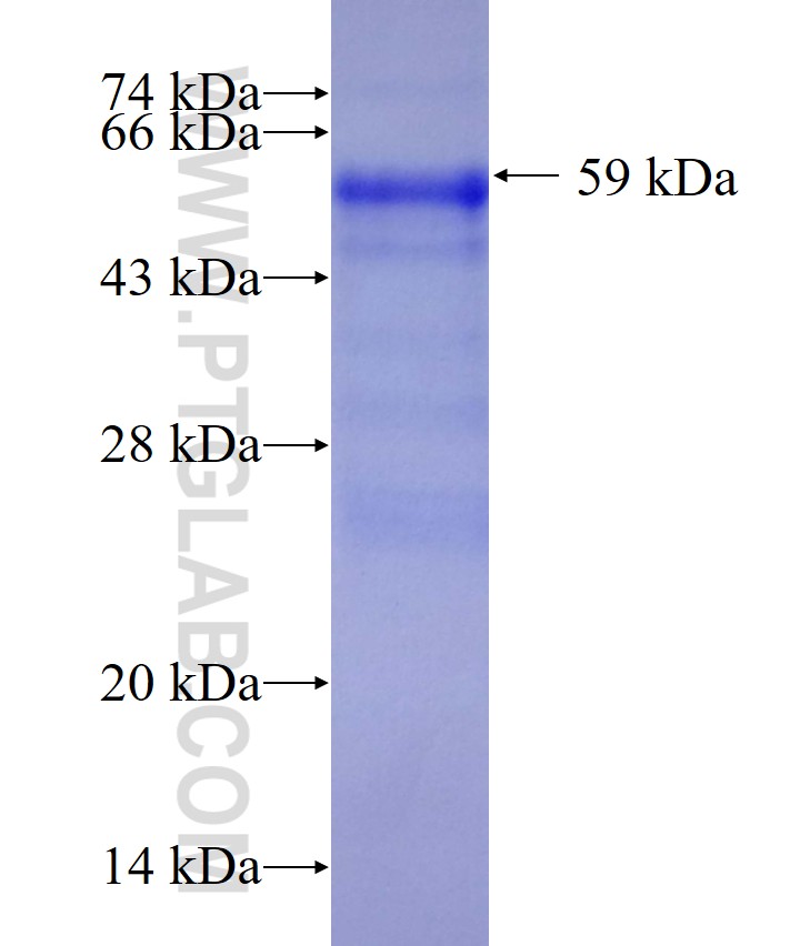 BCAS3 fusion protein Ag0646 SDS-PAGE