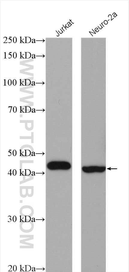 WB analysis using 13640-1-AP