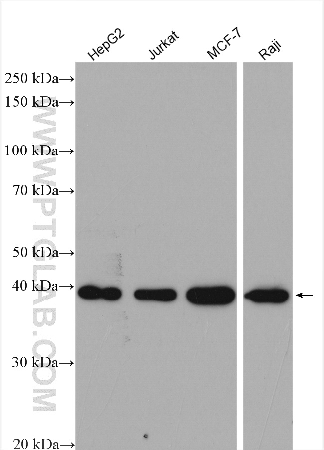 WB analysis using 16417-1-AP