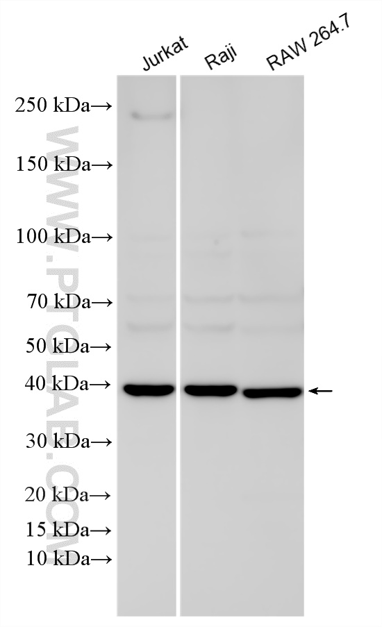 Various lysates were subjected to SDS PAGE followed by western blot with 16417-1-AP (BCAT2 antibody) at dilution of 1:4000 incubated at room temperature for 1.5 hours. WB analysis using 16417-1-AP