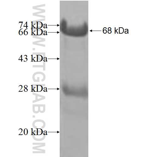 BCCIP fusion protein Ag8934 SDS-PAGE