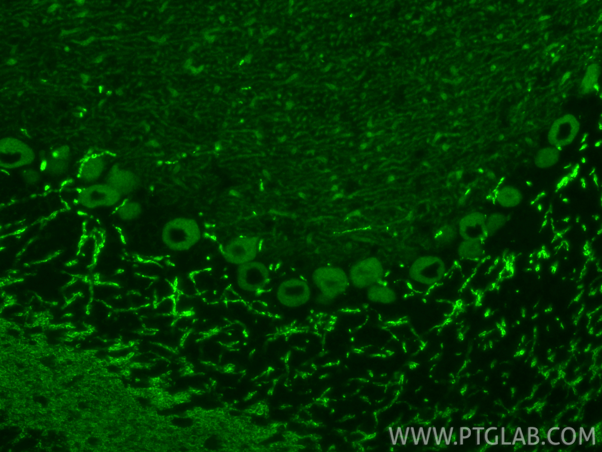 IF Staining of mouse cerebellum using 83309-1-RR IF Staining of mouse cerebellum using 83309-1-RR