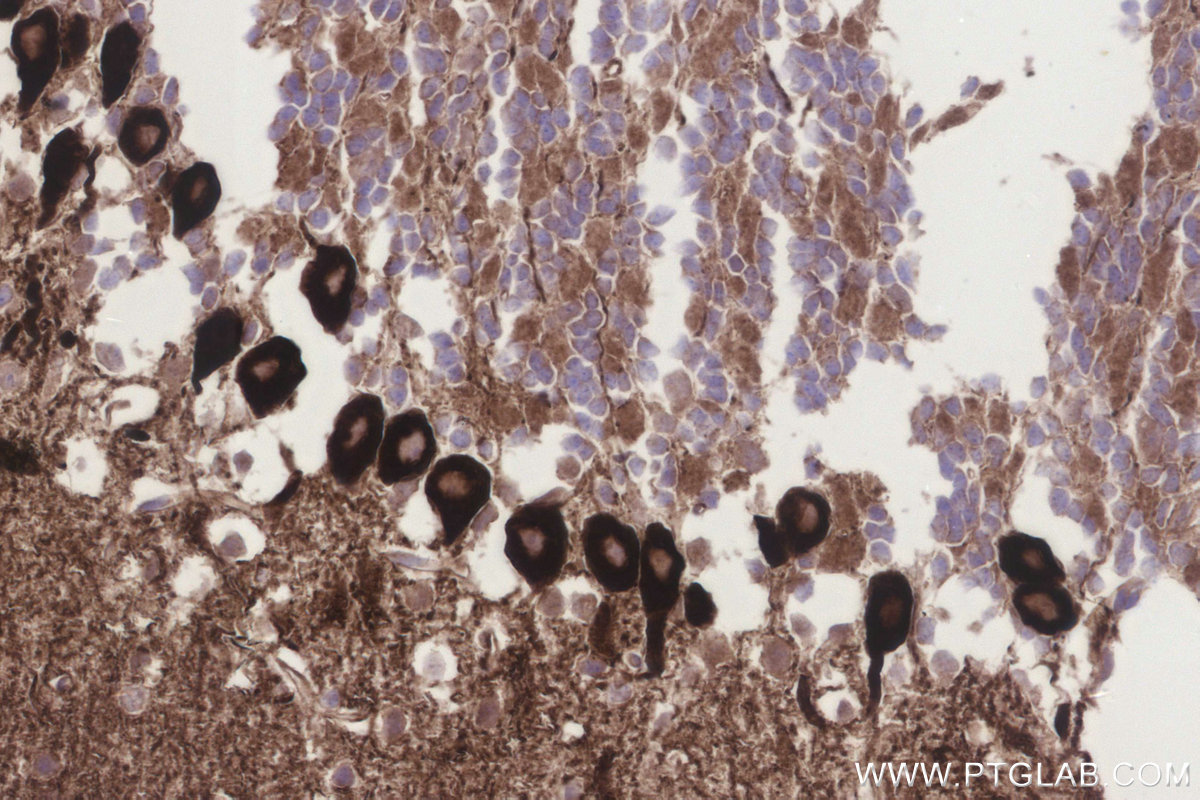 IHC staining of mouse cerebellum using 83309-1-RR IHC staining of mouse cerebellum using 83309-1-RR