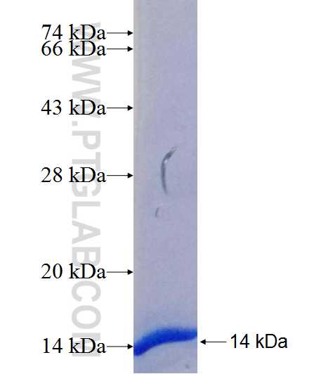 BCHE fusion protein Ag20888 SDS-PAGE