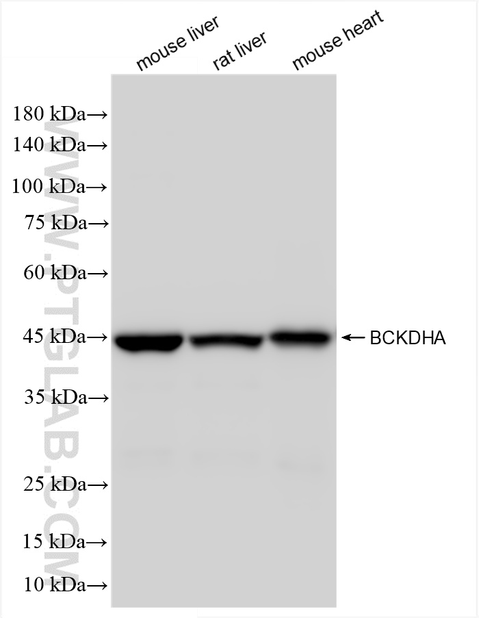 WB analysis using 85799-3-RR