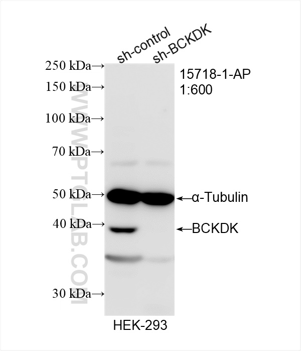 WB analysis of HEK-293 using 15718-1-AP