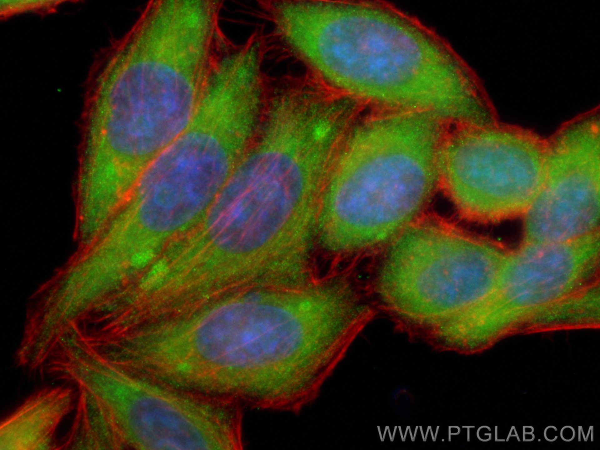 IF Staining of HepG2 using CL488-17732