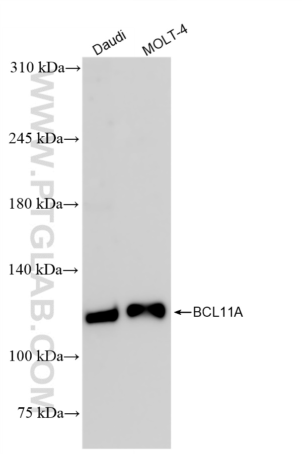 BCL11A