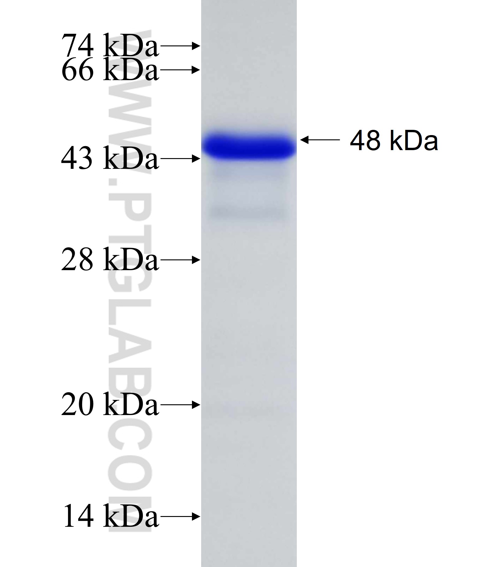 BCL11A fusion protein Ag28648 SDS-PAGE