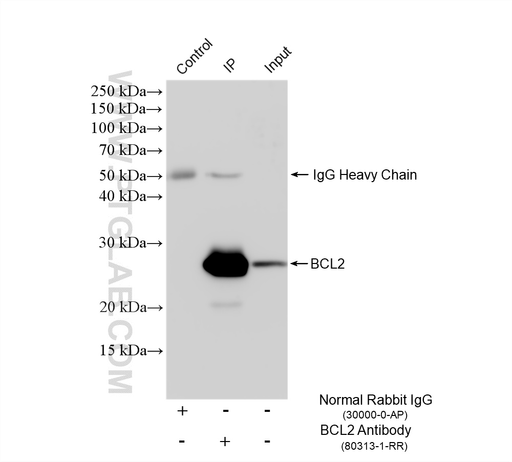 IP experiment of HL-60 using 80313-1-RR (same clone as 80313-1-PBS)