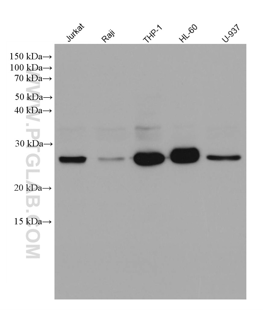 WB analysis using 80313-1-RR