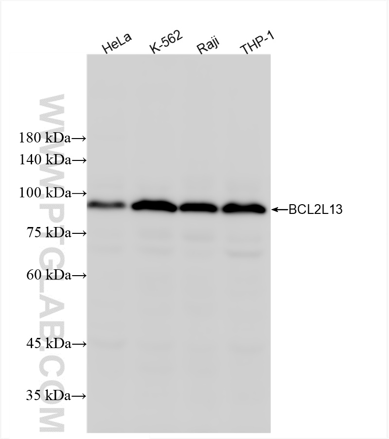 WB analysis using 86183-1-RR (same clone as 86183-1-PBS)