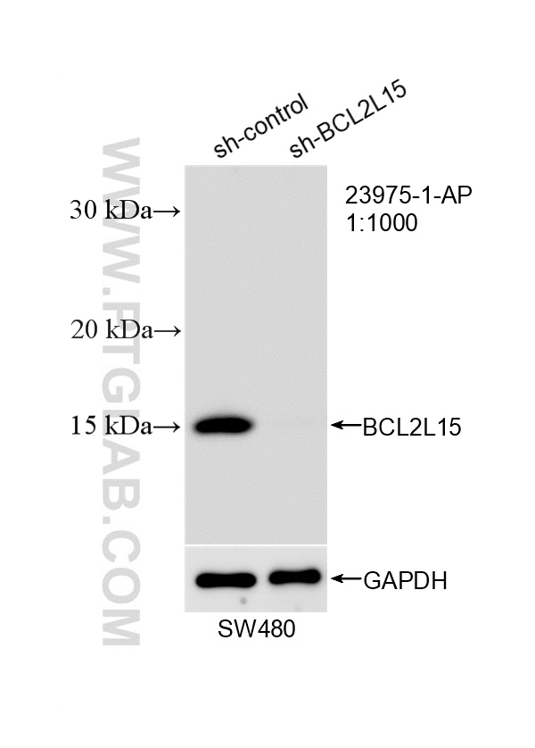 WB analysis of SW480 using 23975-1-AP (same clone as 23975-1-PBS) WB analysis of SW480 using 23975-1-AP (same clone as 23975-1-PBS)