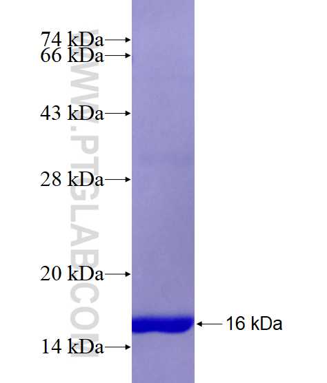 BCL2L2 fusion protein Ag23121 SDS-PAGE