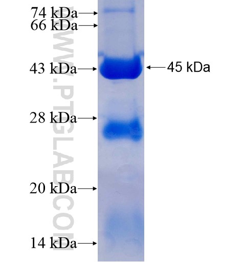 BCL2L2 fusion protein Ag8863 SDS-PAGE