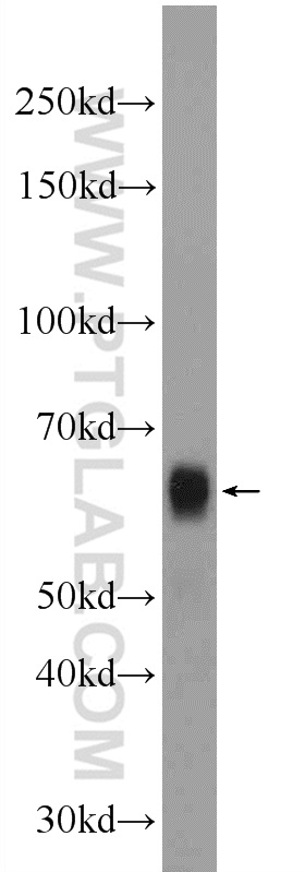 WB analysis of HEK-293 using 23959-1-AP