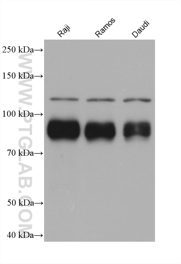 WB analysis using 66340-1-Ig WB analysis using 66340-1-Ig