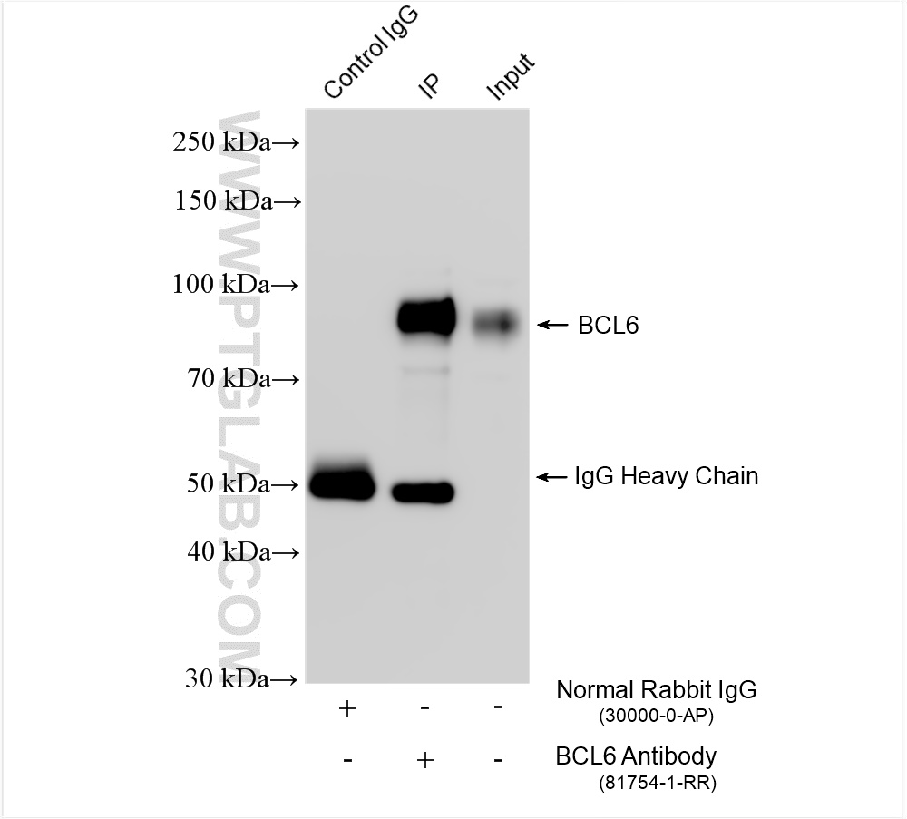 IP experiment of Ramos using 81754-1-RR