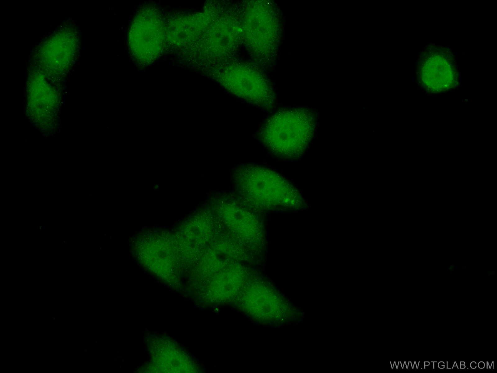 IF Staining of HeLa using 22947-1-AP