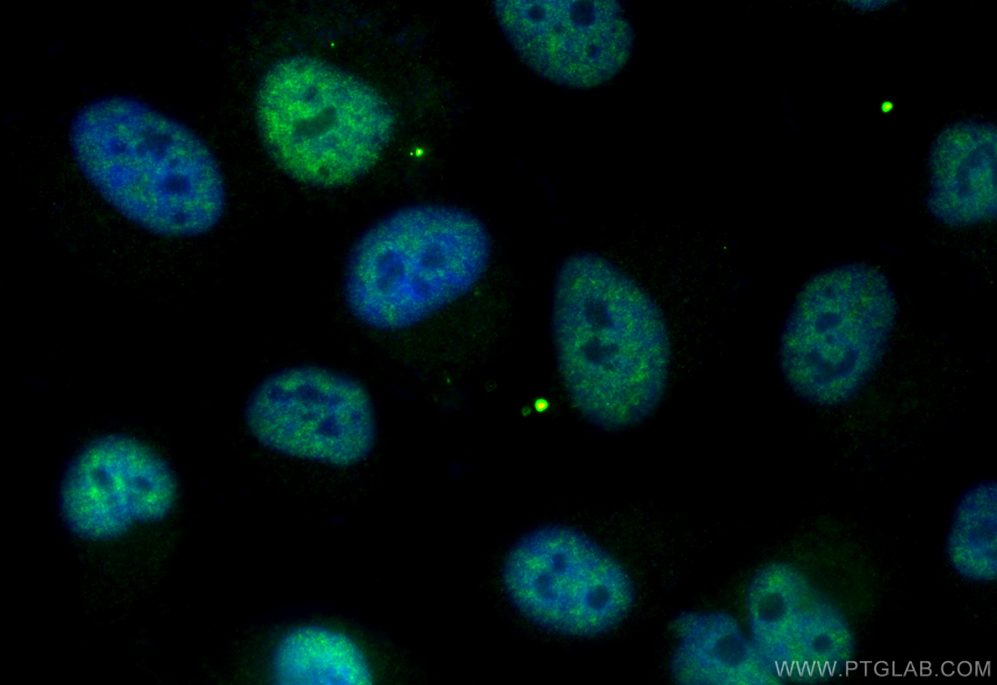IF Staining of HeLa using CL488-83760-3