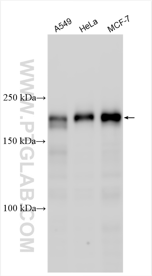 WB analysis using 32103-1-AP