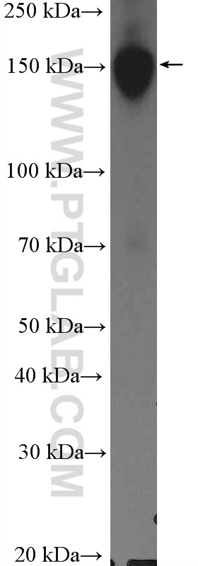 BCLAF1