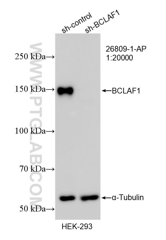 WB result of BCLAF1 antibody (26809-1-AP; 1:20000; incubated at room temperature for 1.5 hours) with sh-Control and sh-BCLAF1 transfected HEK-293 cells. WB analysis of HEK-293 using 26809-1-AP