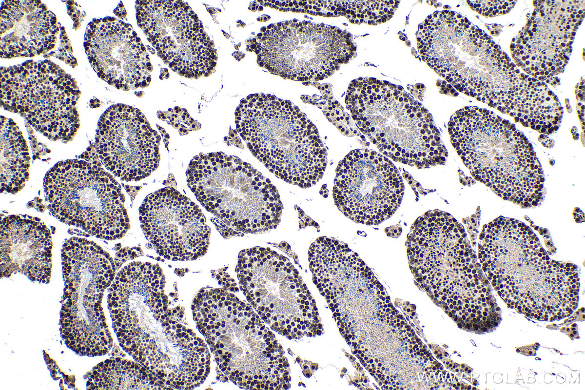 IHC staining of mouse testis using 67860-1-Ig (same clone as 67860-1-PBS)