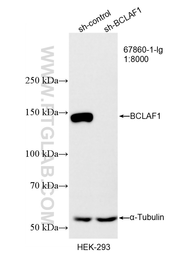 WB result of BCLAF1 antibody (67860-1-Ig; 1:8000; incubated at room temperature for 1.5 hours) with sh-Control and sh-BCLAF1 transfected HEK-293 cells. WB analysis of HEK-293 using 67860-1-Ig