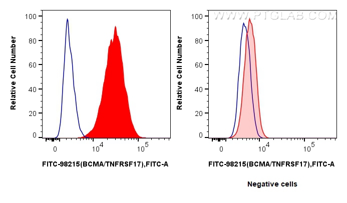 1x10^6 U266 cells (left) or HEK-293T cells (right) were surface stained with 5 ul FITC Plus Anti-Human BCMA/TNFRSF17 Rabbit RecAb (FITC-98215, Clone:241731A11) (red) or FITC Plus Rabbit IgG Isotype Control RecAb (<a class='green' href='/productredirect?CatalogNo=FITC-98136' target='_blank'>FITC-98136</a>, Clone: 240953C9) (blue). Cells were not fixed. FC experiment of U266 using FITC-98215