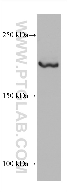 WB analysis of HEK-293 using 68611-1-Ig