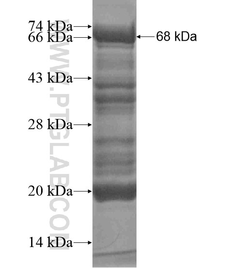 BCORL1 fusion protein Ag19522 SDS-PAGE BCORL1 fusion protein Ag19522 SDS-PAGE