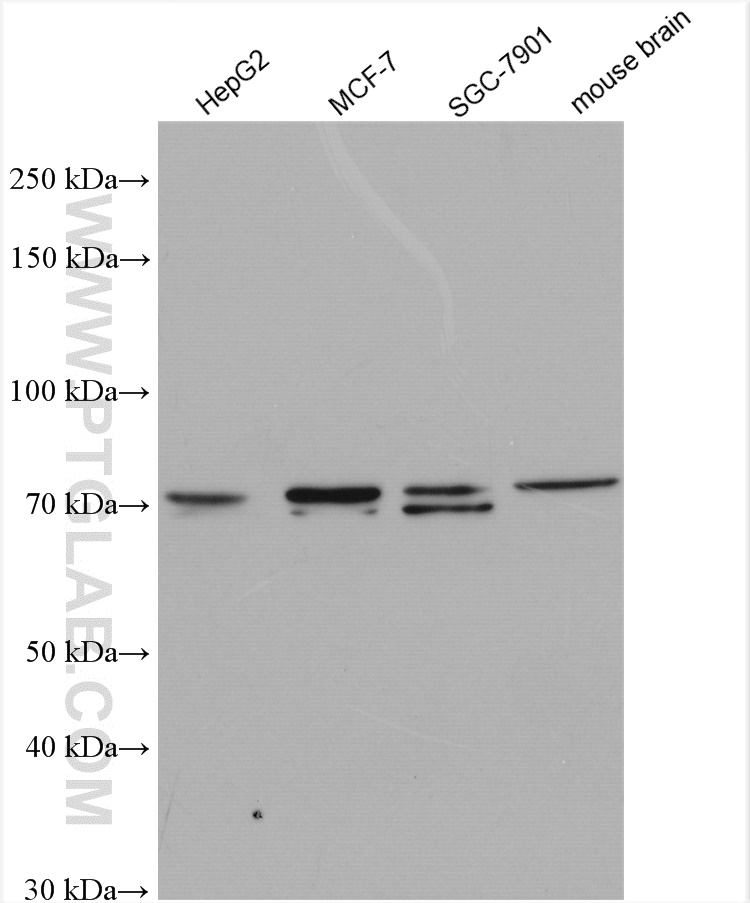 WB analysis using 27286-1-AP