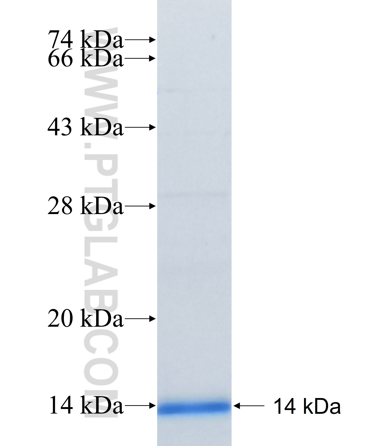 BCRP,ABCG2 fusion protein Ag28371 SDS-PAGE BCRP,ABCG2 fusion protein Ag28371 SDS-PAGE