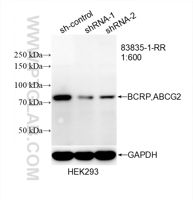 WB analysis of HEK-293 using 83835-1-RR