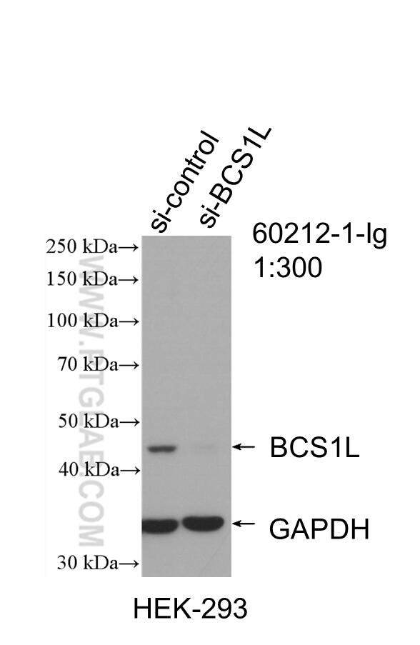 WB analysis of HEK-293 using 60212-1-Ig