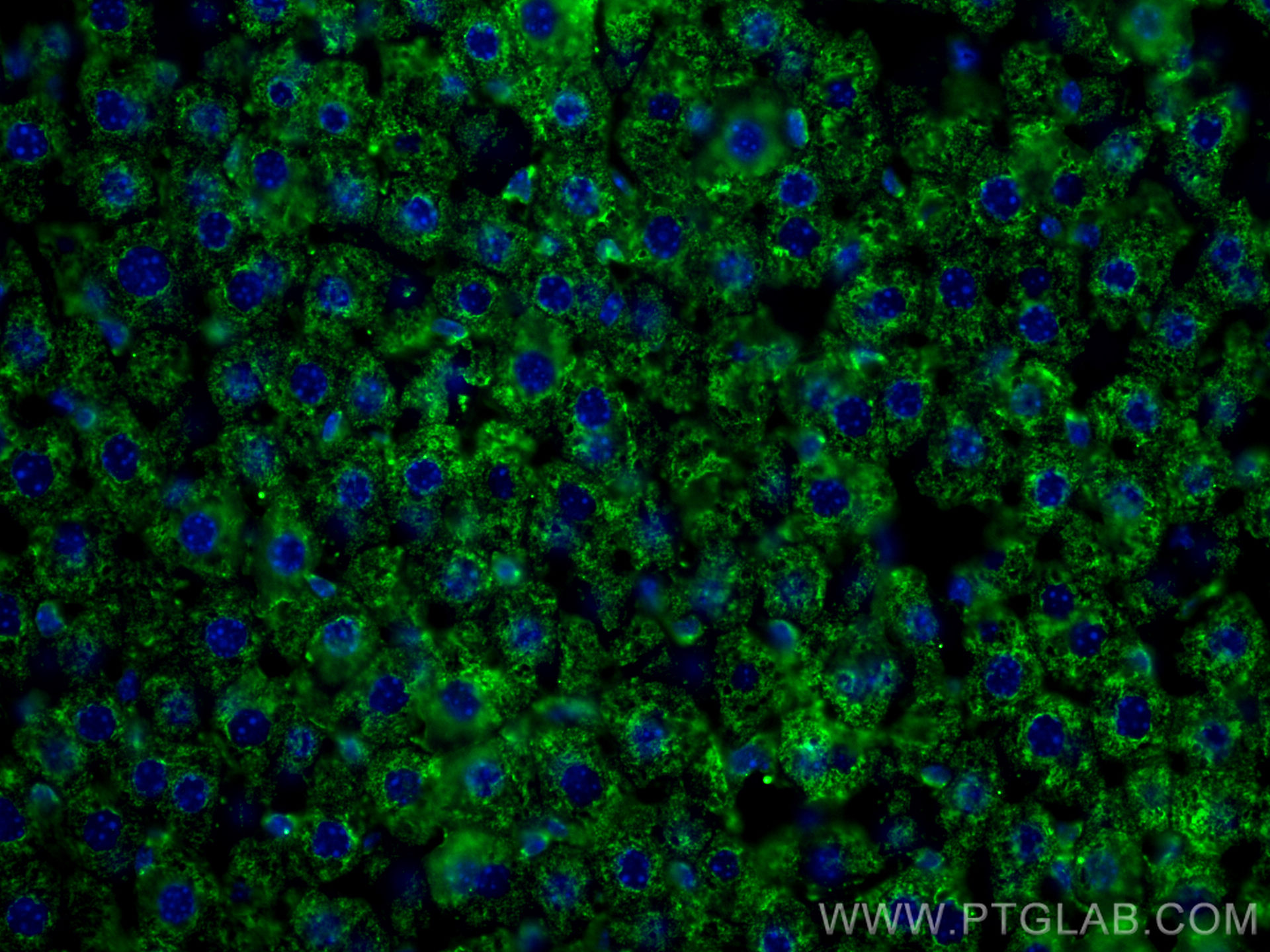 IF Staining of mouse liver using 67448-1-Ig