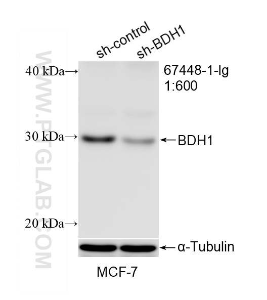 WB result of BDH1 antibody (67448-1-Ig; 1:600; incubated at room temperature for 1.5 hours) with sh-Control and sh-BDH1 transfected MCF-7 cells. WB analysis of MCF-7 using 67448-1-Ig