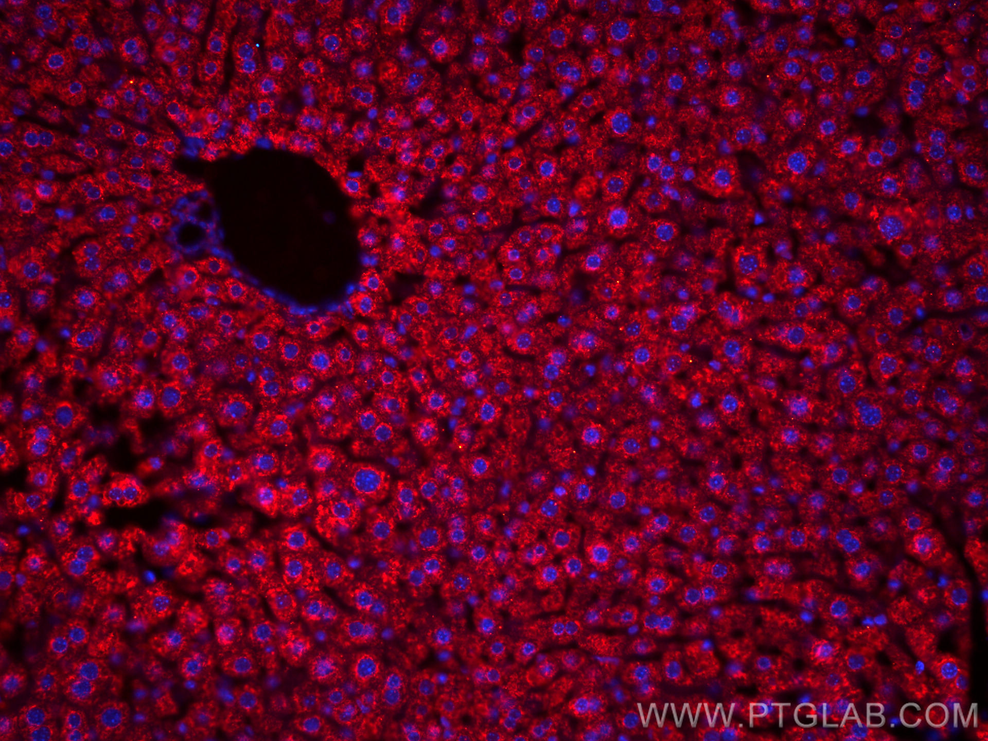 IF Staining of mouse liver using CL594-67448