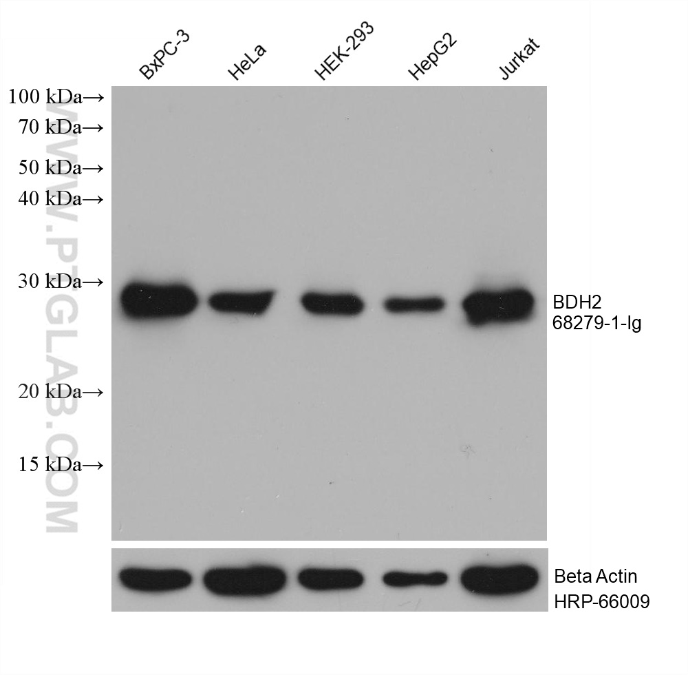 WB analysis using 68279-1-Ig