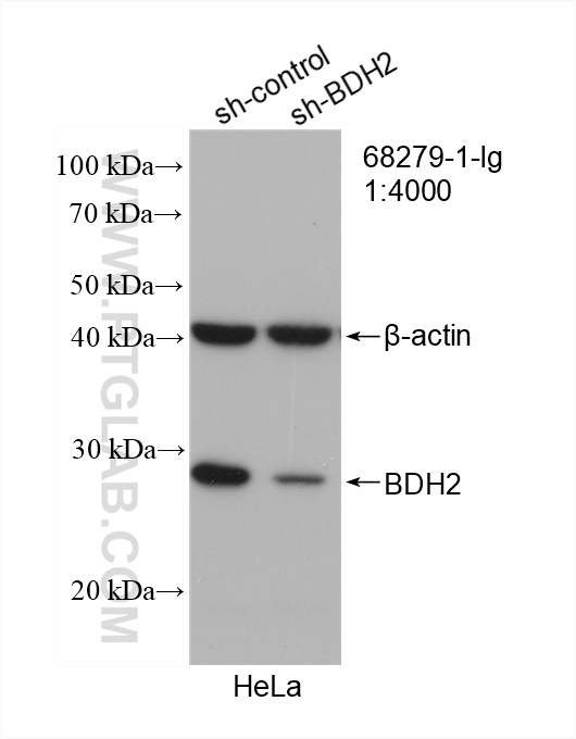 WB analysis of HeLa using 68279-1-Ig