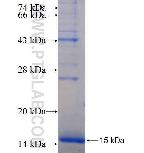 BDKRB1 fusion protein Ag24745 SDS-PAGE
