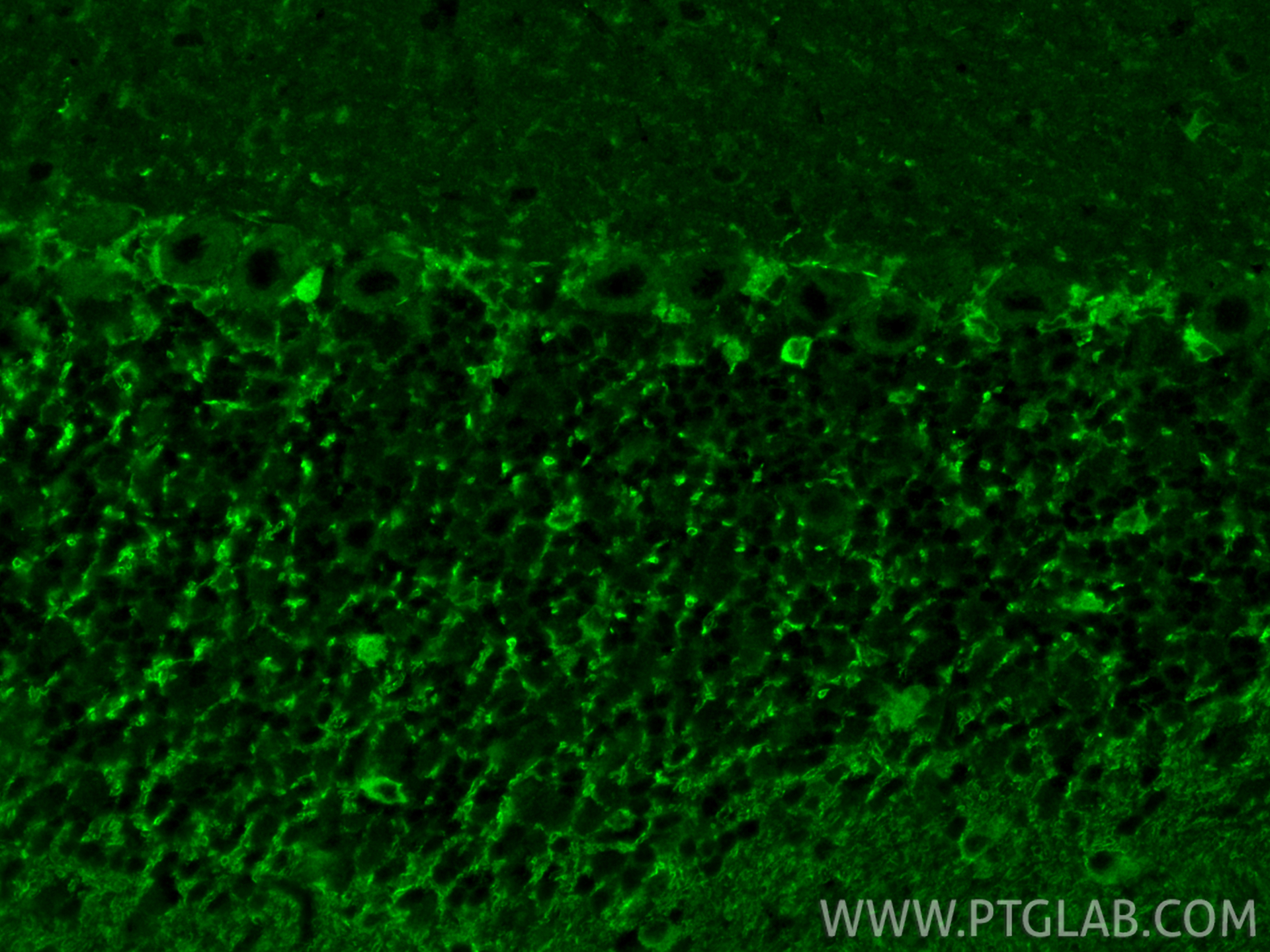 IF Staining of mouse cerebellum using 25699-1-AP (same clone as 25699-1-PBS)