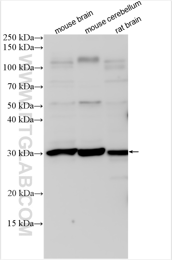 WB analysis using 25699-1-AP