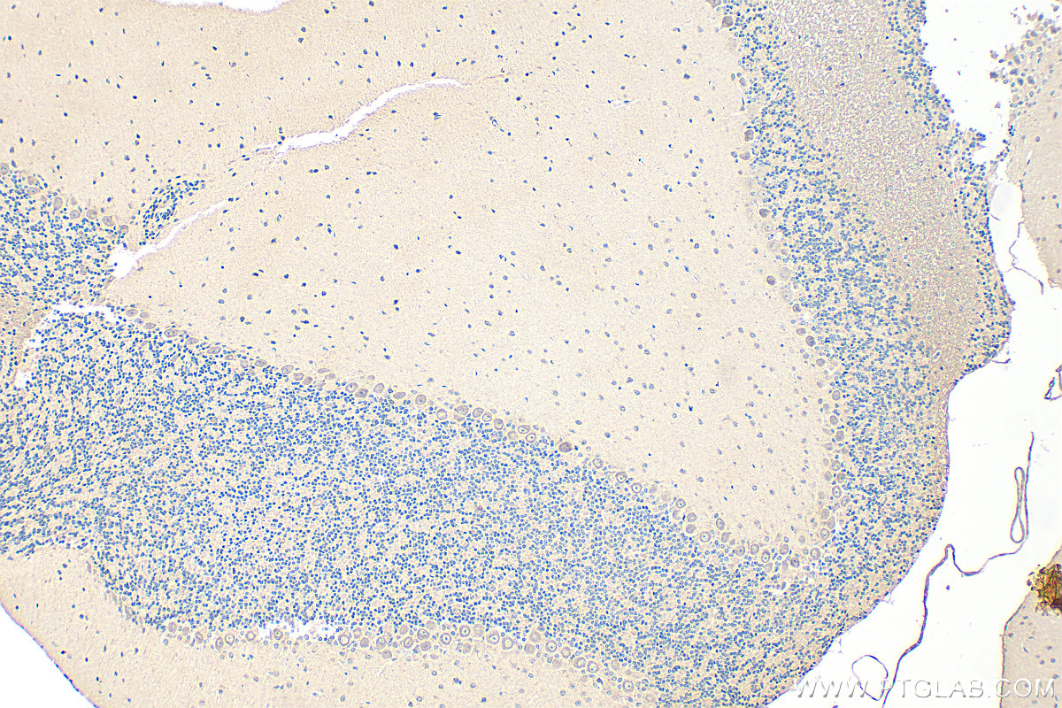 IHC staining of mouse cerebellum using 28205-1-AP