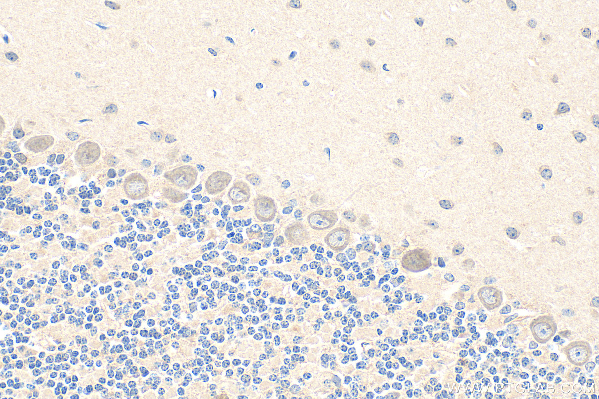 IHC staining of mouse cerebellum using 28205-1-AP