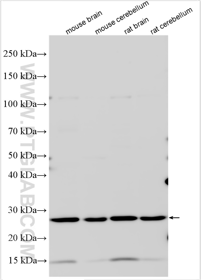 WB analysis using 28205-1-AP