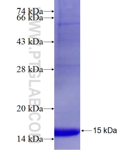 BDNF fusion protein Ag22488 SDS-PAGE