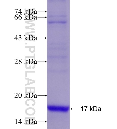 BDNF fusion protein Ag28276 SDS-PAGE
